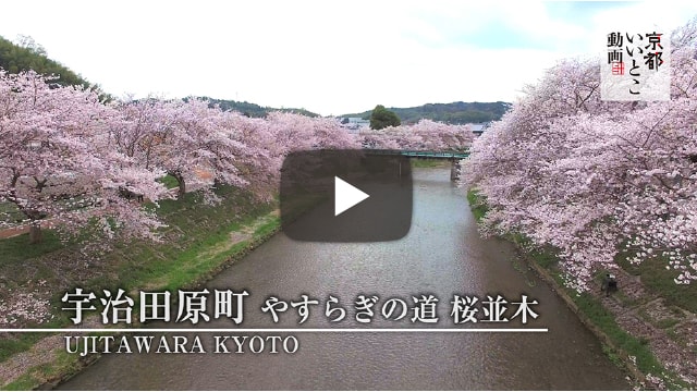宇治田原町 やすらぎの道 桜並木