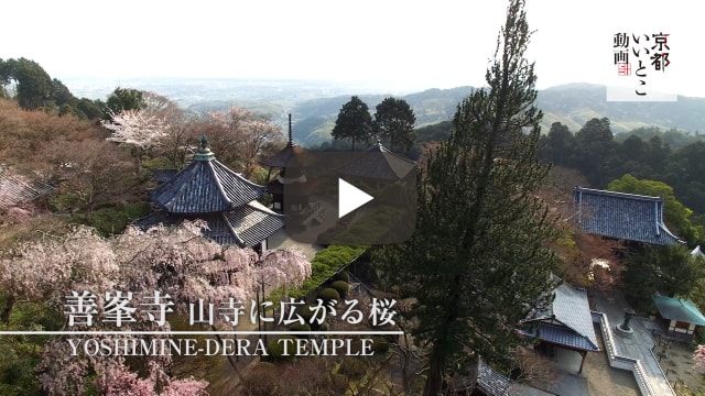 善峯寺 山寺に広がる桜